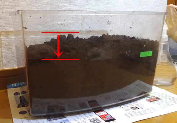 カブトムシの幼虫にとって腐葉土はエサであり、適度に湿度がある腐葉土が多くある方が大きく成長できます。そのため、1ヶ月に1回程度は腐葉土を交換し、水分を加えてよりよい環境を作ってあげましょう。