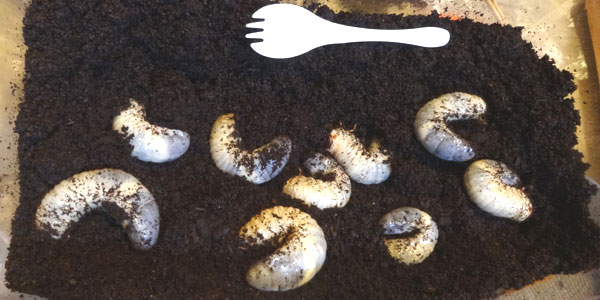 カブトムシの幼虫の飼育 腐葉土は定期的に交換しよう カブトムシ虎の巻