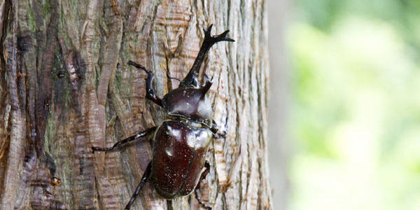 カブトムシを捕まえられる東京都内の公園リスト 詳細案内 カブトムシ虎の巻